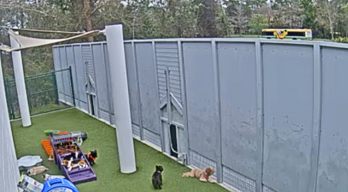 Live webcam of Disney Best Friends Pet Hotel